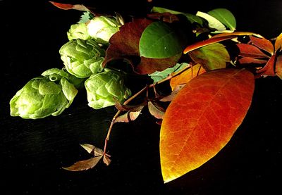 Close-up of leaves