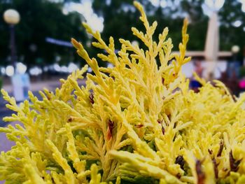 Close-up of yellow flower