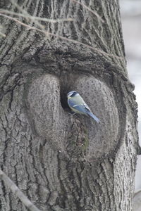 Close-up of bird