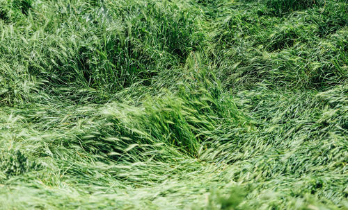 Full frame shot of grass on field