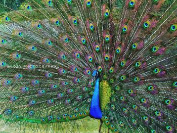 Close-up of peacock feathers