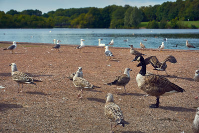 Flock of seagulls perching on beach