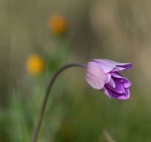 Close-up of purple flowering plant