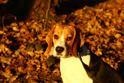 Close-up portrait of dog by autumn leaves on land