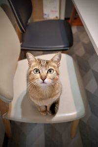 Portrait of cat sitting on table