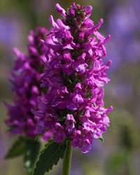 Close-up of pink flowers