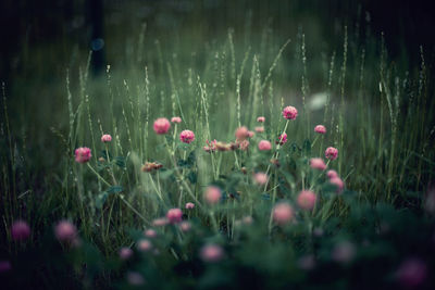 Close-up of pink flowering plants on land