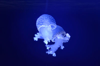 Close-up of jellyfish swimming in sea