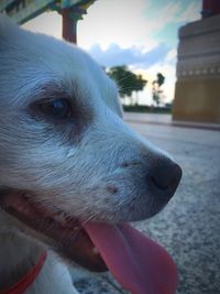 Close-up of dog with hand against sky