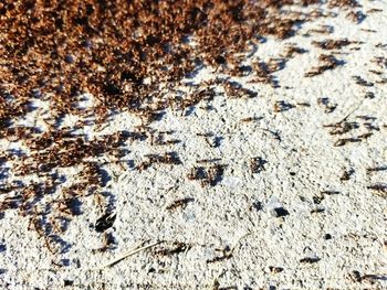 Close-up of ant on the ground