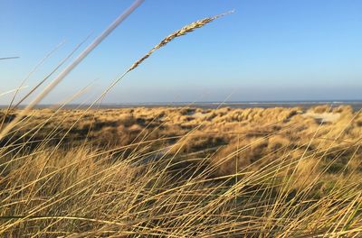 Close-up of wheat growing on field against clear sky