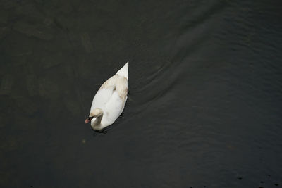 High angle view of swan swimming in lake