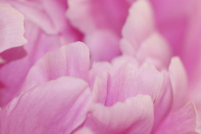 Full frame shot of pink flowering plant