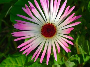 Close-up of purple coneflower blooming outdoors