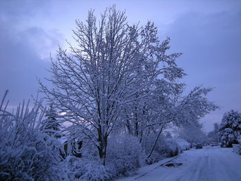 Bare trees against sky during winter