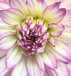 Close-up of pink dahlia