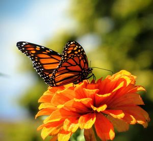 Close-up of butterfly pollinating on flower