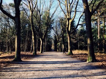 Road passing through forest