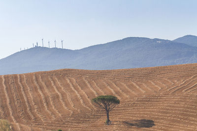 Scenic view of field against clear sky