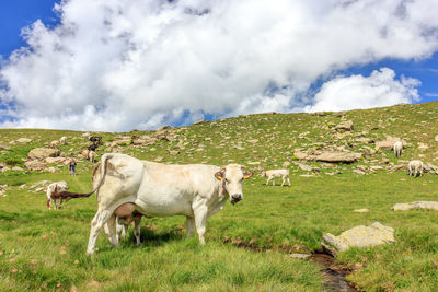 Cows standing in a field