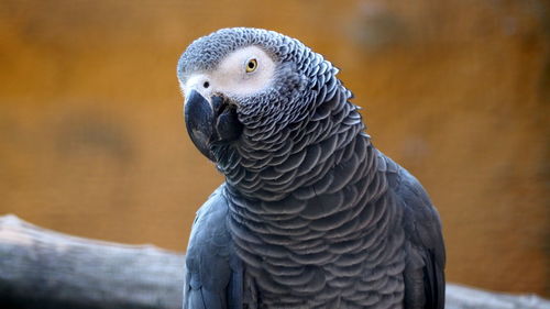 Close-up of a parrot 