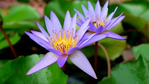 Close-up of purple water lily