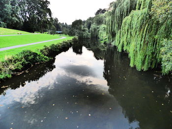 Reflection of trees in calm water