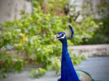 peacock