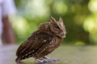 The little owl with an expression raised its ears. close-up of a bird