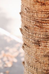 Close-up of tree trunk against sky