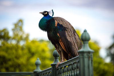 Low angle view of bird perching on railing against sky