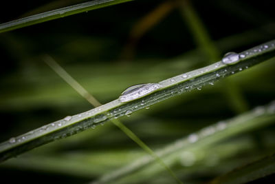 Close-up of wet plant