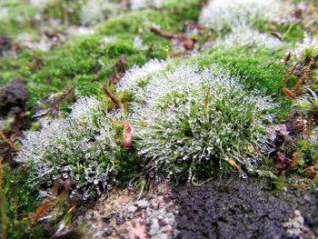 Close-up of plants growing outdoors