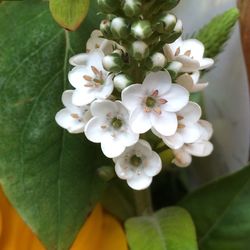 Close-up of white flowers