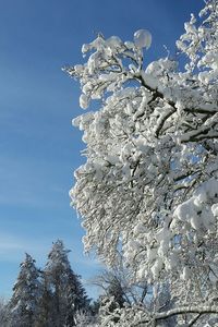 Low angle view of snow covered trees