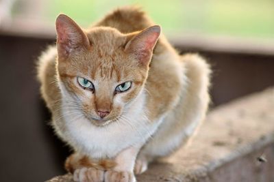 Close-up portrait of tabby cat