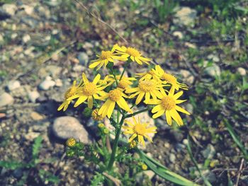 Close-up of yellow flowers blooming outdoors