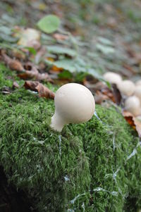 Close-up of mushroom growing on field