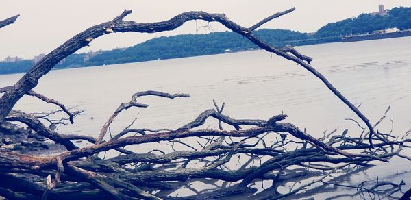 Bare tree by frozen lake against sky