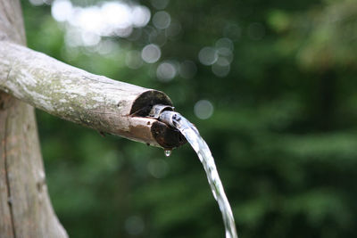 Close-up of water falling from pipe on tree trunk