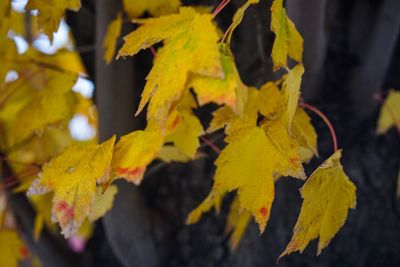 Close-up of yellow maple leaves