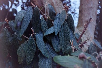 leaf