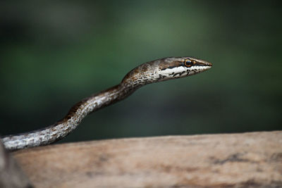 Close-up of a snake on a branch