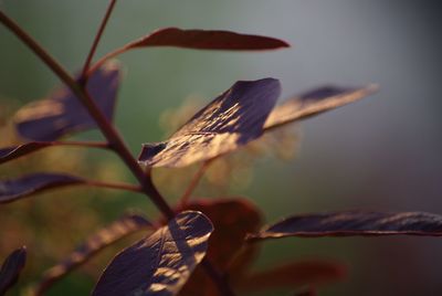 Close-up of butterfly on plant