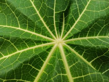 Macro shot of green leaf