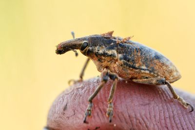 Close-up of insect on wall