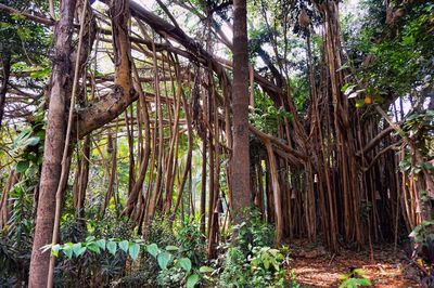 Trees in forest