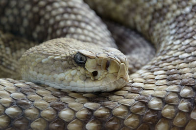 Close-up of lizard in zoo