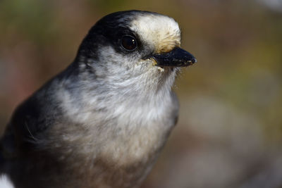 Close-up portrait of bird