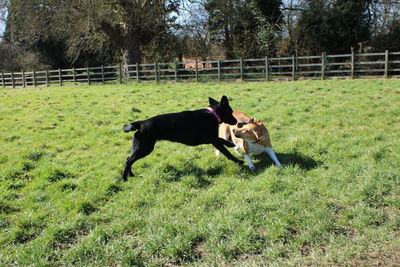 Dogs in a field